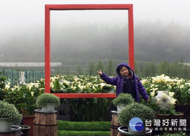 竹子湖海芋季3/29登場 十大打卡景點超好拍