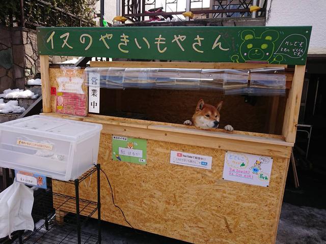"我是狗狗不會找錢"，柴犬幫主人賣地瓜，賣出去還要通報主人