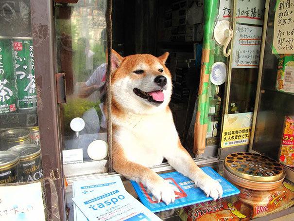 "我是狗狗不會找錢"，柴犬幫主人賣地瓜，賣出去還要通報主人