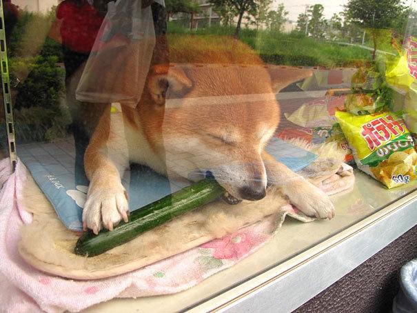 "我是狗狗不會找錢"，柴犬幫主人賣地瓜，賣出去還要通報主人