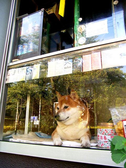 "我是狗狗不會找錢"，柴犬幫主人賣地瓜，賣出去還要通報主人