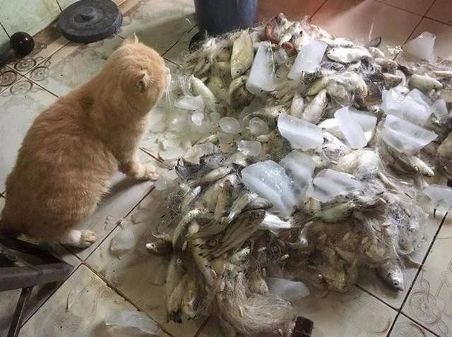 鏟屎官買了一大筐的魚回來，貓咪一臉的疑惑的小表情！可愁死貓