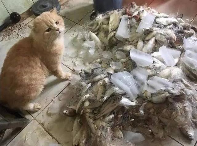 鏟屎官買了一大筐的魚回來，貓咪一臉的疑惑的小表情！可愁死貓