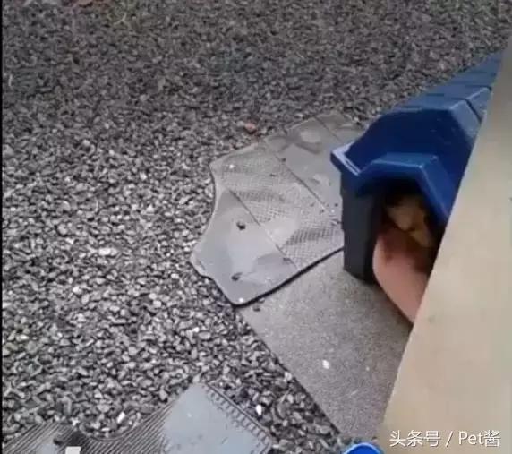 狗媽將狗窩分享給受凍的流浪貓一家，奶狗奶貓同吃同住，太暖了