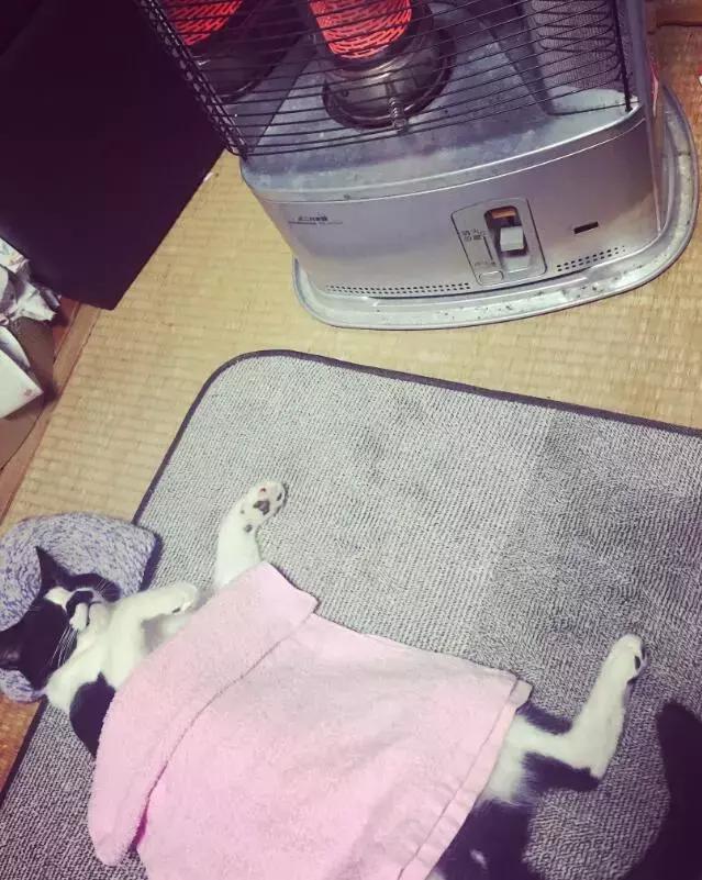 這是我見過最黑的貓，還好長了一根白鬍須