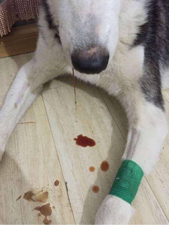 家狗狗吃狗糧吐血身亡！這種儲存不當狗糧你還敢喂嗎？