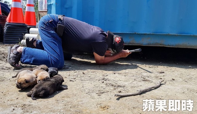 母愛真偉大！狗媽媽肉身護六幼犬　狂吠擋吊車