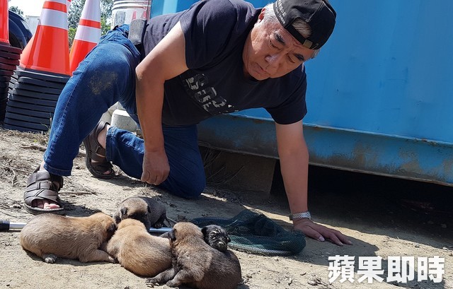 母愛真偉大！狗媽媽肉身護六幼犬　狂吠擋吊車