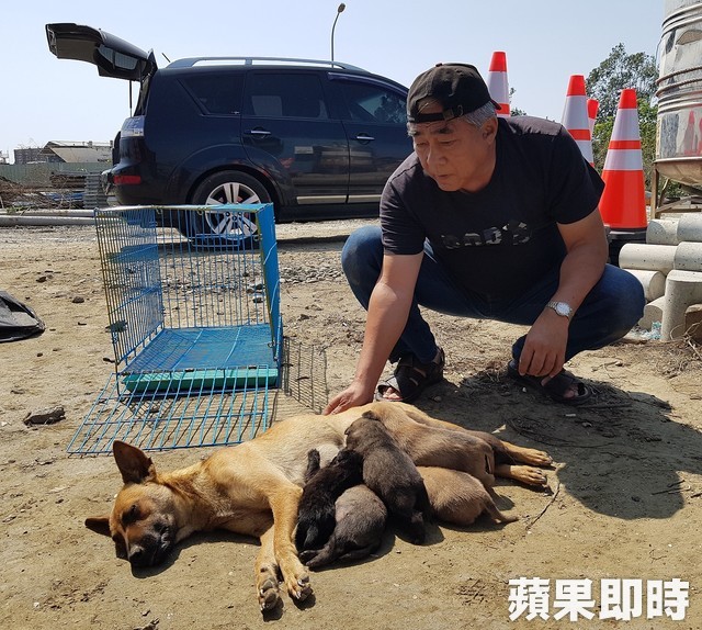 母愛真偉大！狗媽媽肉身護六幼犬　狂吠擋吊車