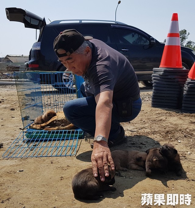 母愛真偉大！狗媽媽肉身護六幼犬　狂吠擋吊車