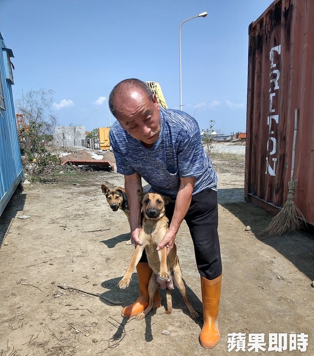 母愛真偉大！狗媽媽肉身護六幼犬　狂吠擋吊車