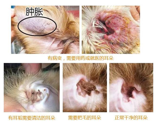 狗狗碰水後要洗耳，怎麼洗才對？看這一篇就夠了