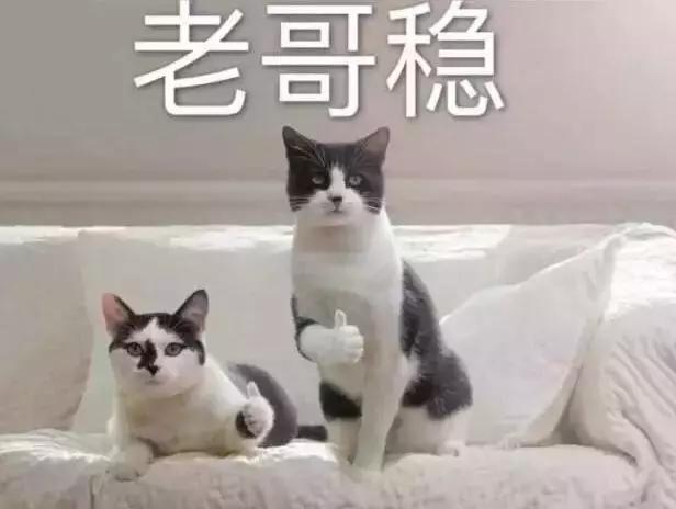 貓咪最討厭的十件事，如果一條沒中，懷疑你養了假貓（趕緊驗貨）