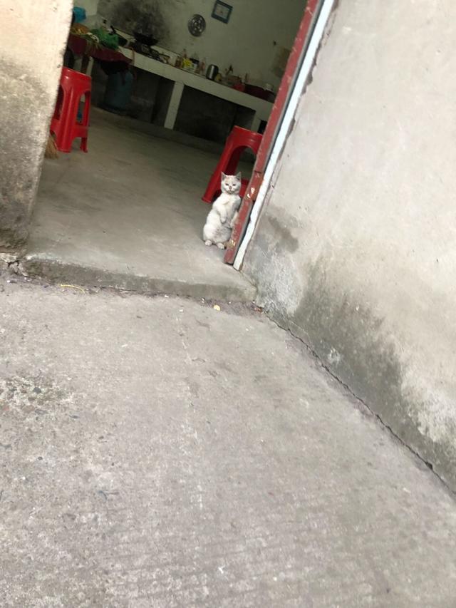 主人發現院子裡的貓不見了，抬頭一看立馬哭笑不得，你咋上去的？