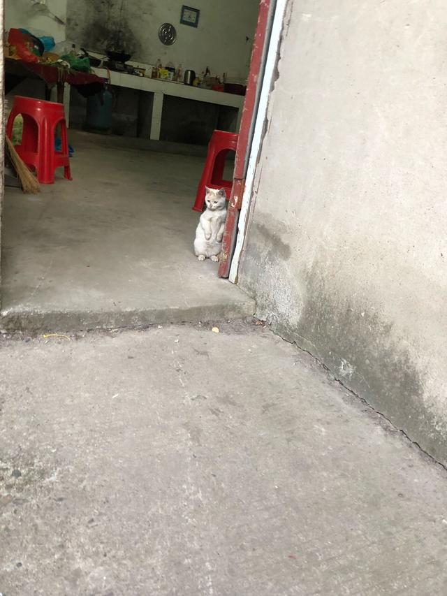 主人發現院子裡的貓不見了，抬頭一看立馬哭笑不得，你咋上去的？