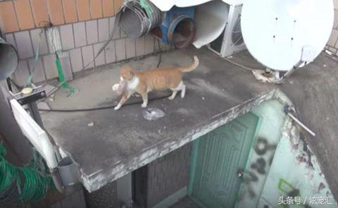 流浪貓媽媽乞討到食物總是留給小貓先吃，寧可自己餓肚子