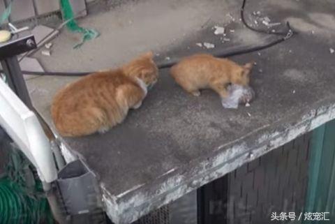 流浪貓媽媽乞討到食物總是留給小貓先吃，寧可自己餓肚子