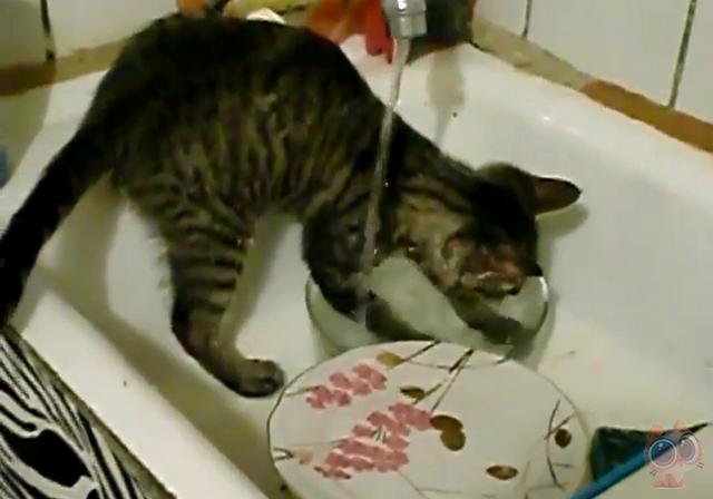 分段喂食貓咪，教你如何養出健康貓咪