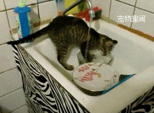 分段喂食貓咪，教你如何養出健康貓咪