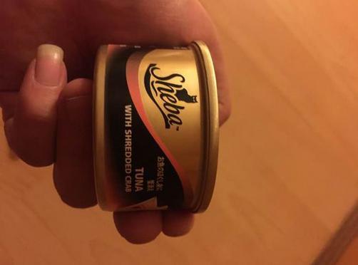 網友每個月吃泡麵，花5000買貓糧喂流浪貓，有人卻指責貓糧太劣質
