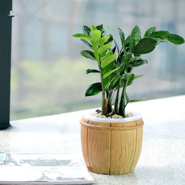 陽台上什麼花都能養，唯獨這4種，風水師一看就說不行！