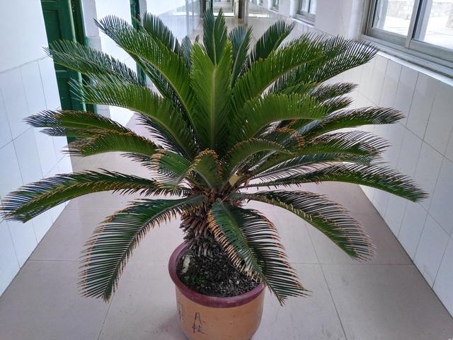 陽台上什麼花都能養，唯獨這4種，風水師一看就說不行！