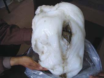 男子打工撿到「詭異肉團」，拿去鑑定後…專家驚：「長生不老藥，價值千萬」！