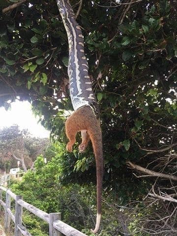 25張證明「澳洲的野生動物94狂」的超驚悚生活照，第5張害我對著螢幕尖叫！ 