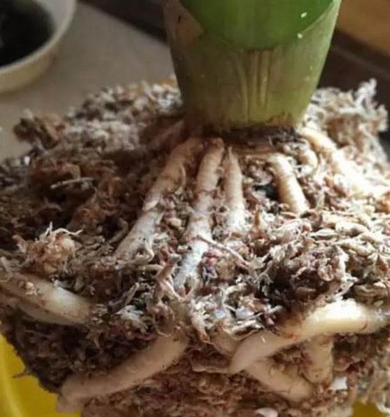 養花人多，但「會養花」的很少，這些養花寶物，你用過嗎？