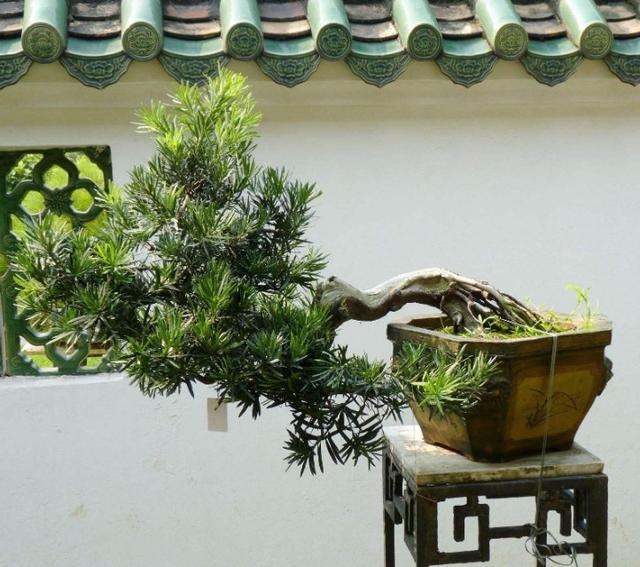 春季這樣做，羅漢松盆景會更美！