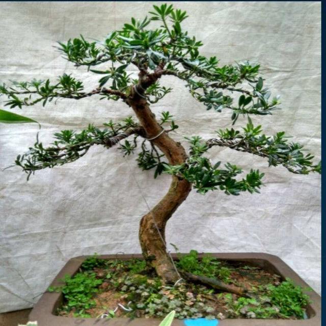 春季這樣做，羅漢松盆景會更美！
