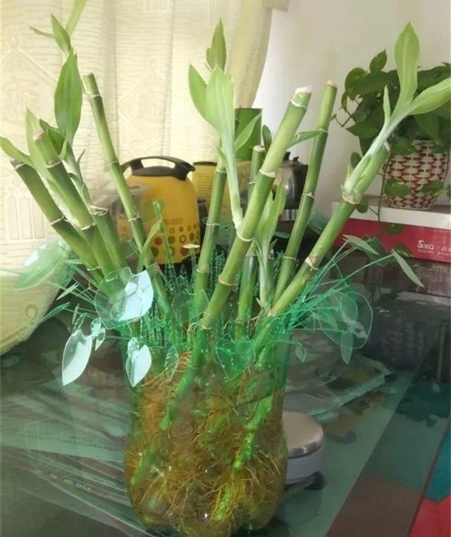 雪碧瓶別丟了，剪個口子拿來養花，一點不比買得花盆差！
