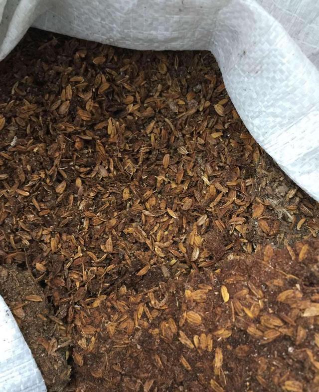 別再用淘米水和黃豆水了，這個天，出門找找蚯蚓，花就有的吃