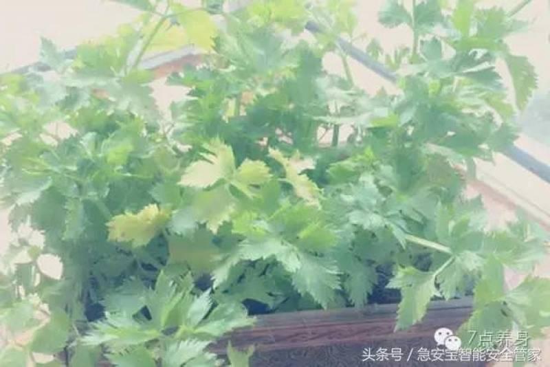 高血壓是慢性病，一旦患上就需要終身服藥!! 幫你附上「年齡和血壓」對照表，有必要了解...