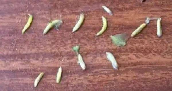 1朵花椰菜10條蟲？花椰菜竟成了葷菜？教你清洗妙招，髒東西、小蟲子洗得乾乾淨淨