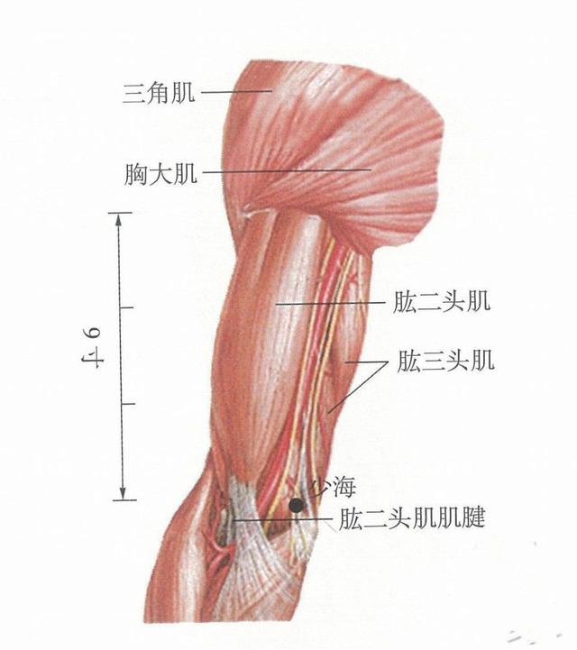 按摩少海，可緩解手顫、高血壓、心功能不全症狀