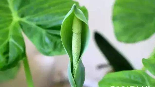 師父說：一個人福報要來時，往往在這4件小事上出現端倪