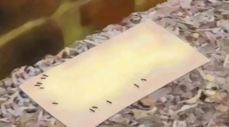 家裡發現「白螞蟻」怎麼辦？不要擔心，教你一招，只要2天，不用殺蟲劑就能把它們殺光