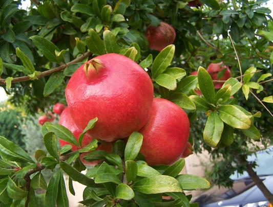 「石榴煮水喝」能溶解各類結石：可排腎結石、膀胱結石、膽結石