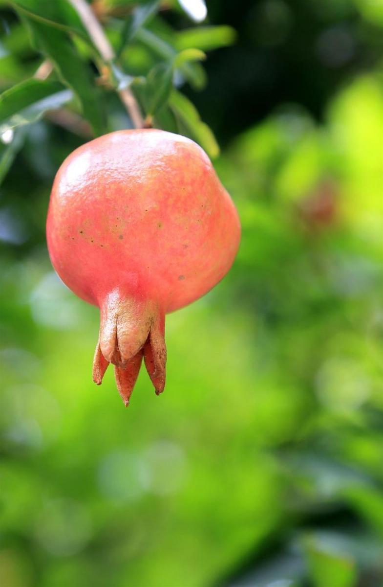 「石榴煮水喝」能溶解各類結石：可排腎結石、膀胱結石、膽結石