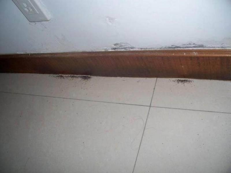 家裡發現螞蟻怎麼辦？不用擔心，教你「一招」，不用殺蟲劑消滅螞蟻！！