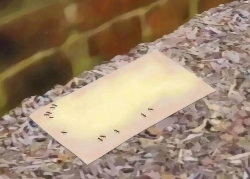 家裡發現螞蟻怎麼辦？不用擔心，教你「一招」，不用殺蟲劑消滅螞蟻！！
