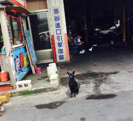任達華在台灣被黑狗狠咬「滿地血」　他的回應讓大家都直呼愛心爆棚
