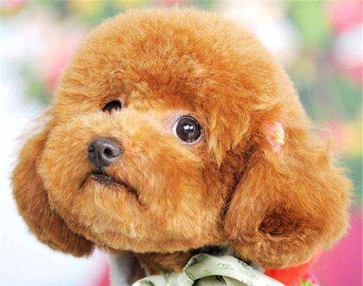 貴賓犬向你求救的5個信號，絕不能忽視！