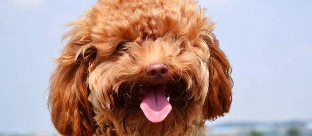 貴賓犬向你求救的5個信號，絕不能忽視！