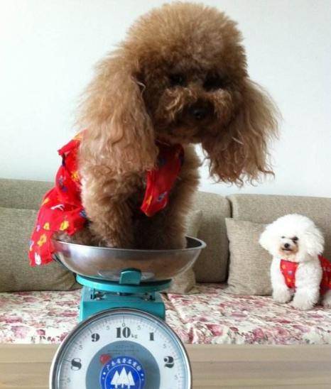 貴賓犬向你求救的5個信號，絕不能忽視！