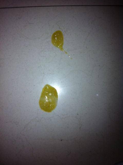 貴賓犬向你求救的5個信號，絕不能忽視！