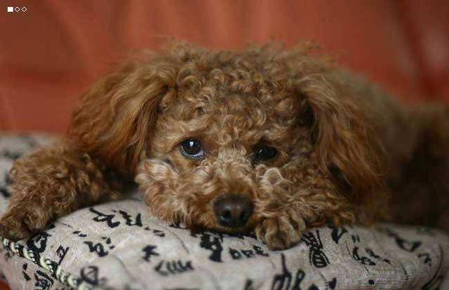 貴賓犬向你求救的5個信號，絕不能忽視！