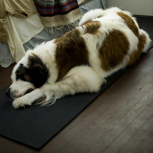 狗狗害怕時，可以不用安撫，這幾個方法也能幫它