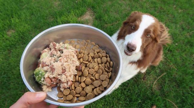 素食主義盛行，寵物也不被放過，狗狗可以像人類一樣成為素食者嗎